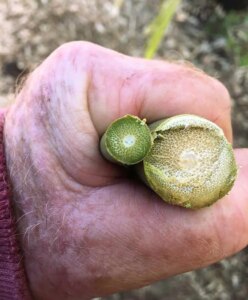 Bambusa sp. Longinternode