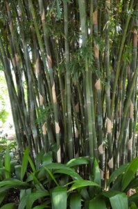Bambusa textilis