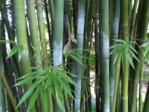 Bambusa textilis
