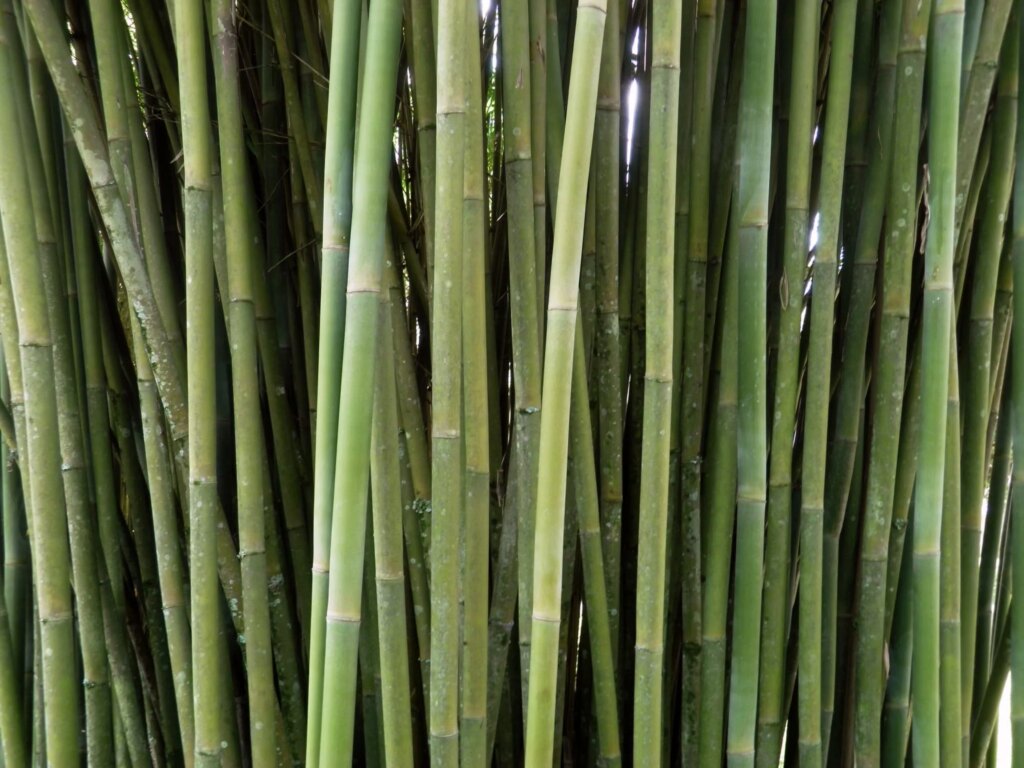 Bambusa textilis 4 Bambusa textilis