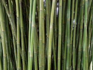 Bambusa textilis 11 Bambusa textilis