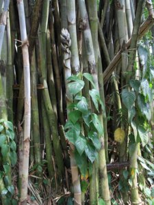 Bambusa polymorpha