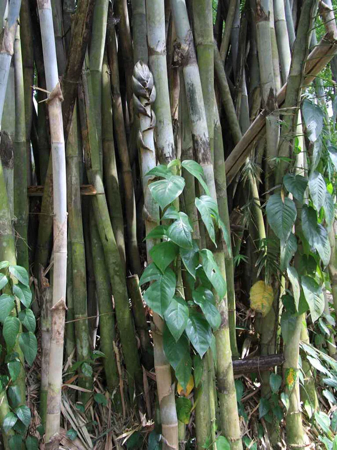 Bambusa polymorpha