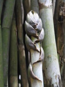 Bambusa polymorpha