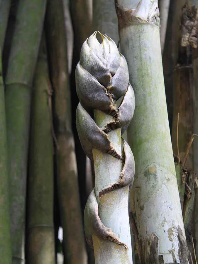 Bambusa polymorpha