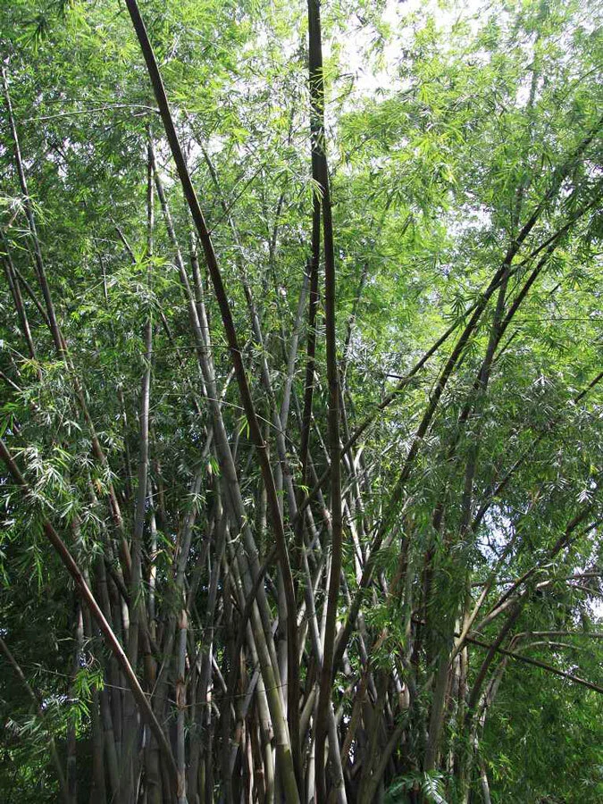 Bambusa polymorpha