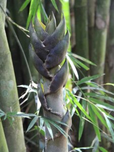 Bambusa polymorpha