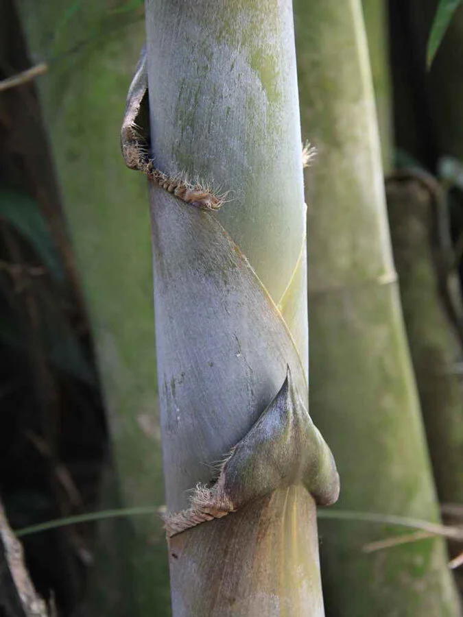 Bambusa polymorpha
