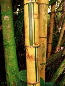 Bambusa vulgaris 'Vittata'