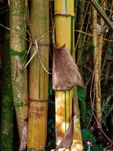 Bambusa vulgaris 'Vittata'