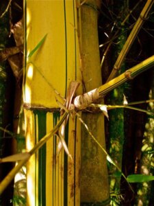 Bambusa vulgaris 'Vittata'