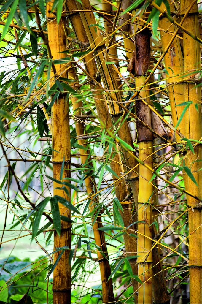 Bambusa vulgaris 'Vittata'