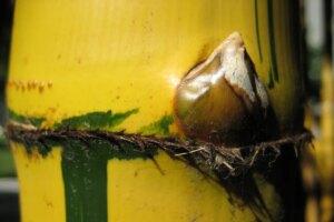 Bambusa vulgaris 'Vittata'