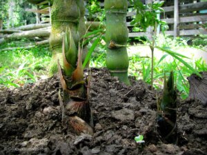 Bambusa vulgaris 'Wamin'