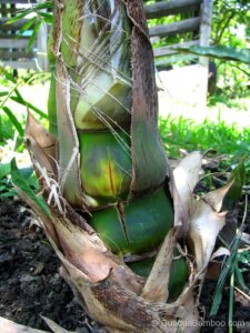 Bambusa vulgaris 'Wamin'