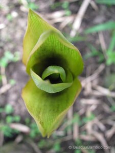 Bambusa vulgaris 'Wamin'