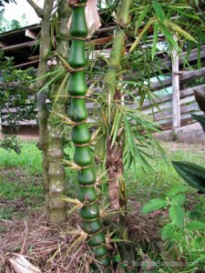 Bambusa vulgaris 'Wamin'