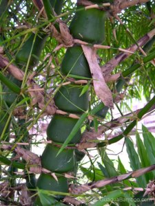 Bambusa vulgaris 'Wamin'