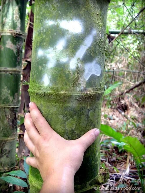 Commercial size Guadua culm © www.guaduabamboo.com Commercial size Guadua culm © www.guaduabamboo.com