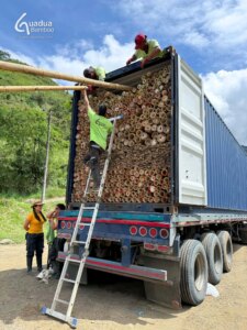 Guadua Bamboo Export – Colombia to the Netherlands