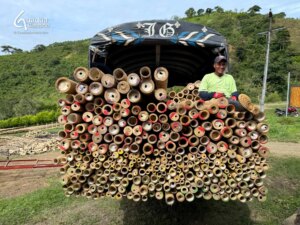 Guadua Bamboo Export – Colombia to the Netherlands