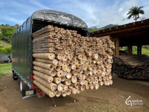 Guadua Bamboo Export – Colombia to the Netherlands