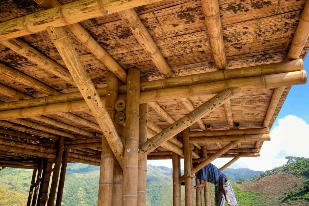 Dark Spots on Guadua Bamboo