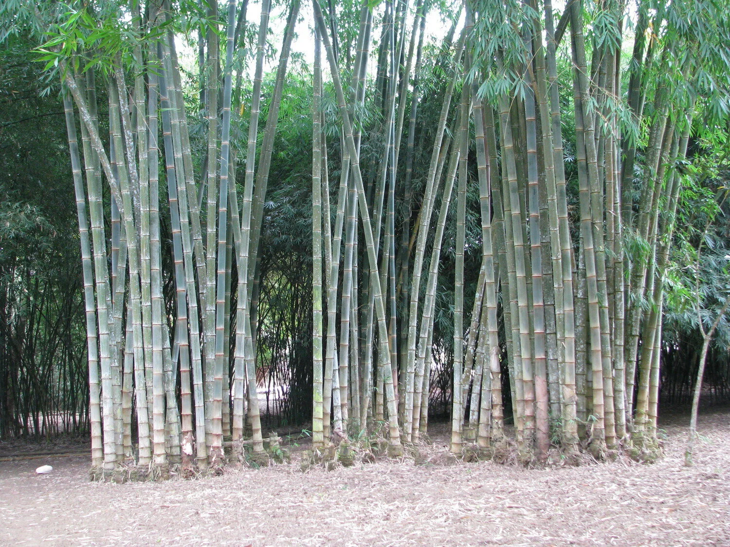 Dendrocalamus asper