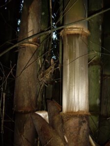 Dendrocalamus asper