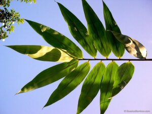 Dendrocalamus brandisii