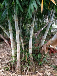 Dendrocalamus brandisii
