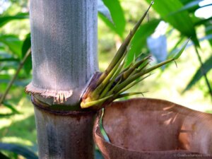 Dendrocalamus brandisii