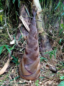 Dendrocalamus brandisii