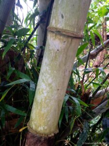 Dendrocalamus brandisii