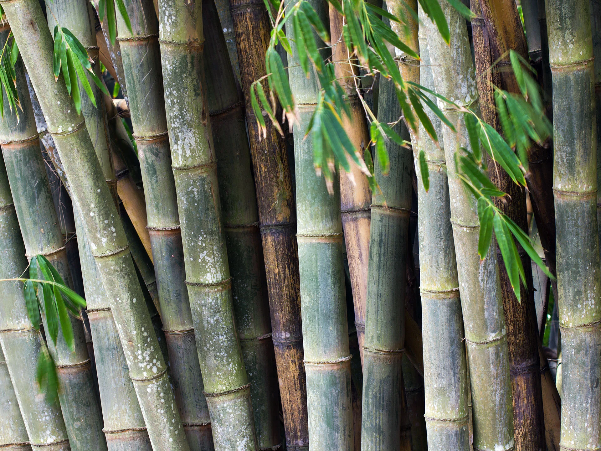 Dendrocalamus