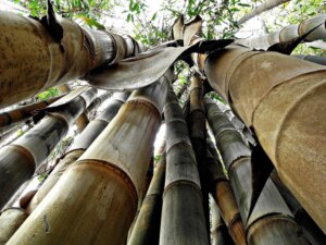 Dendrocalamus giganteus 4 Dendrocalamus giganteus