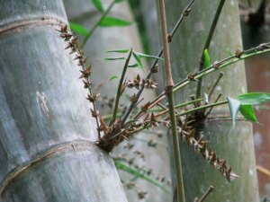 Dendrocalamus giganteus