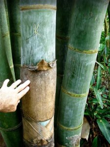 Dendrocalamus giganteus