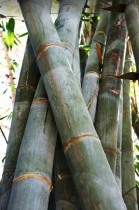 Dendrocalamus giganteus