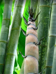 Dendrocalamus giganteus
