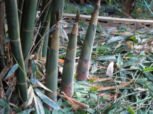 Dendrocalamus latiflorus