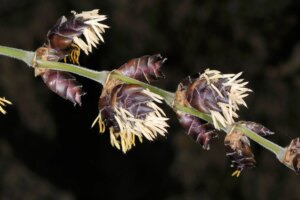 Dendrocalamus latiflorus