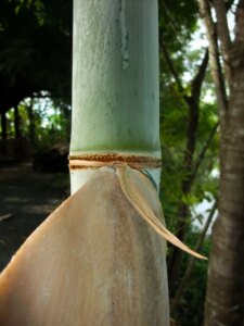 Dendrocalamus latiflorus