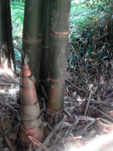 Dendrocalamus latiflorus