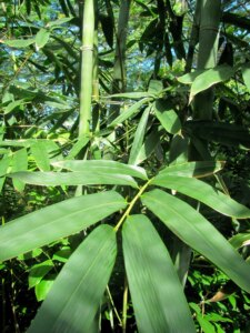 Dendrocalamus peculiaris