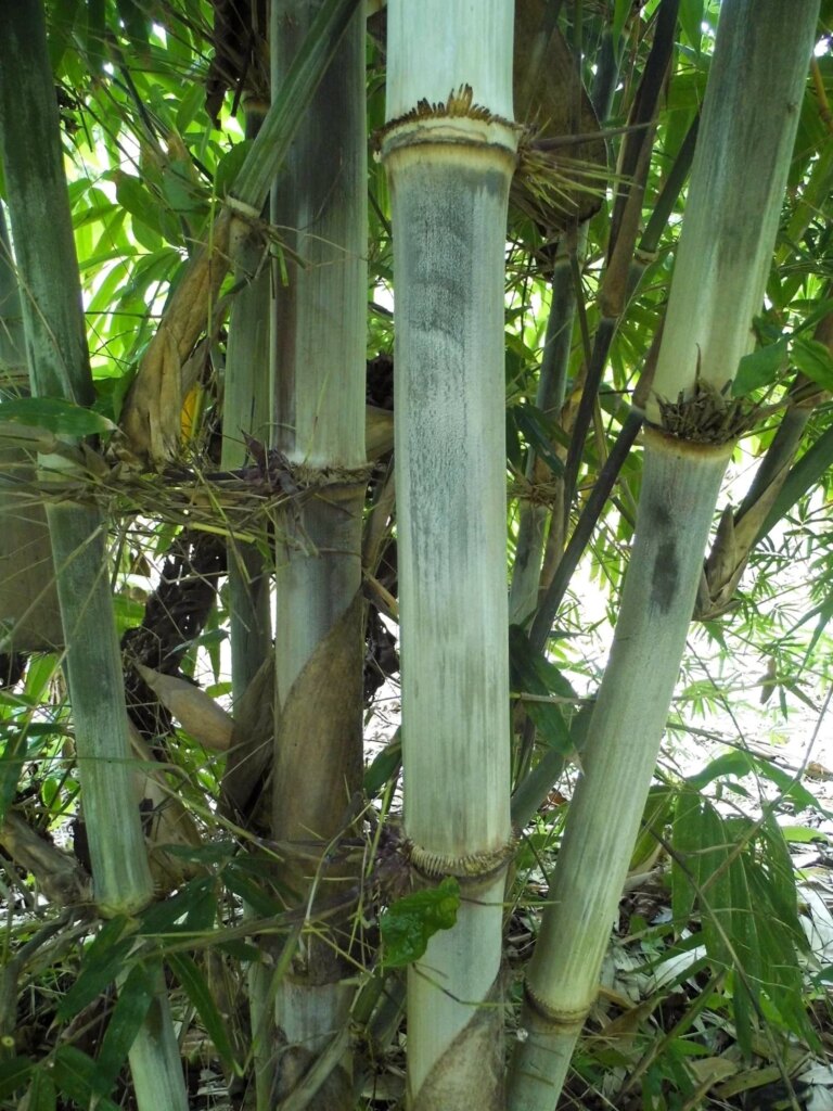 Dendrocalamus peculiaris 1 Dendrocalamus peculiaris