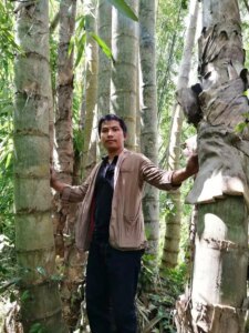 Dendrocalamus sinicus