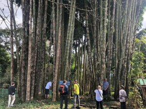 Dendrocalamus sinicus