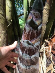 Dendrocalamus sinicus