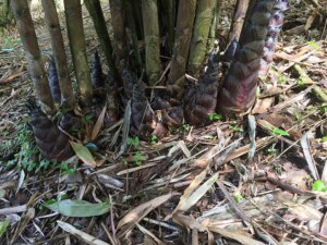 Dendrocalamus sinicus